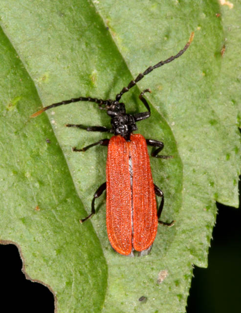 Platycis minutus - Copyright Denis Bourgeois